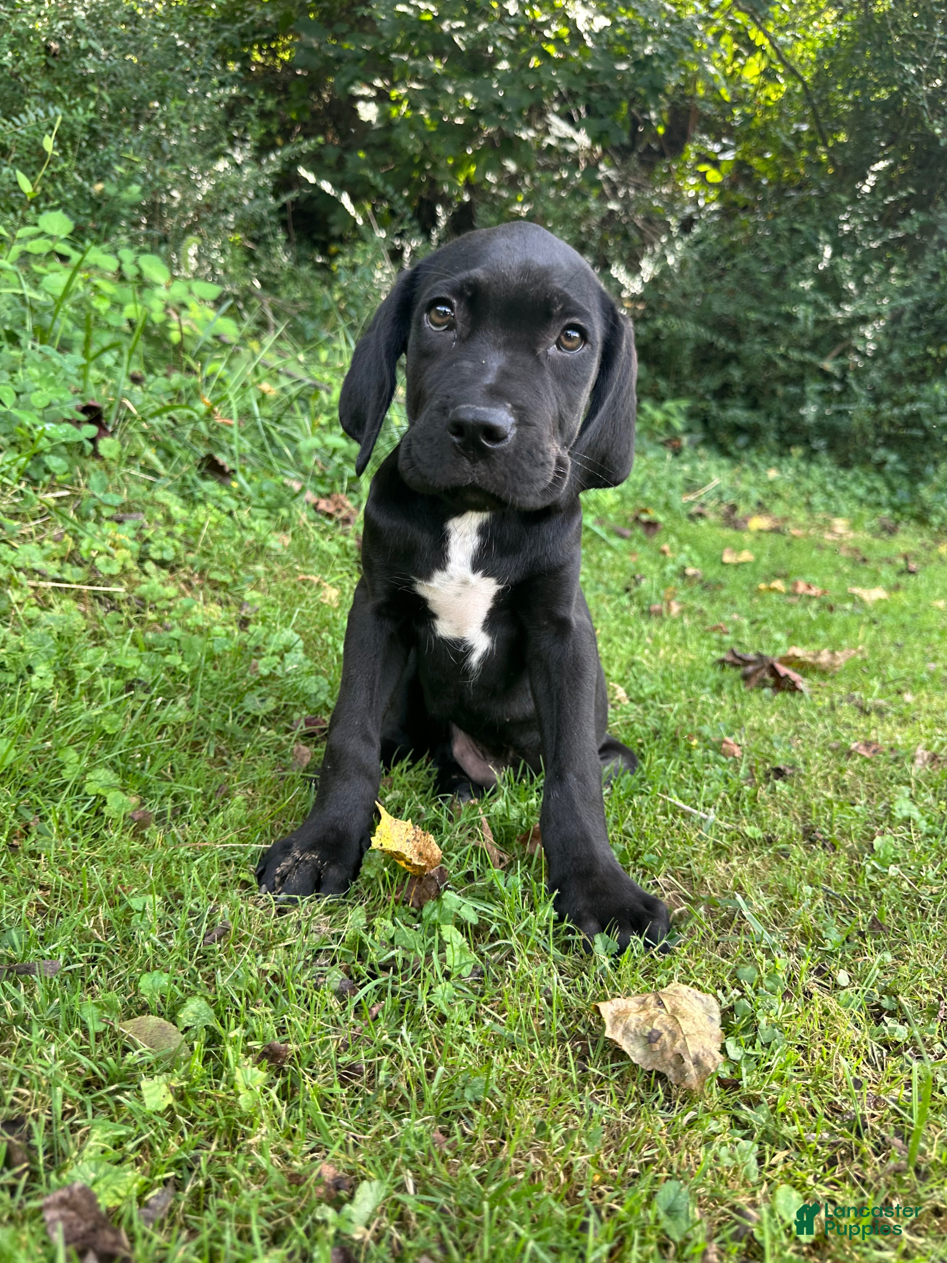 Cane Corso dogs Thor - Ad 5