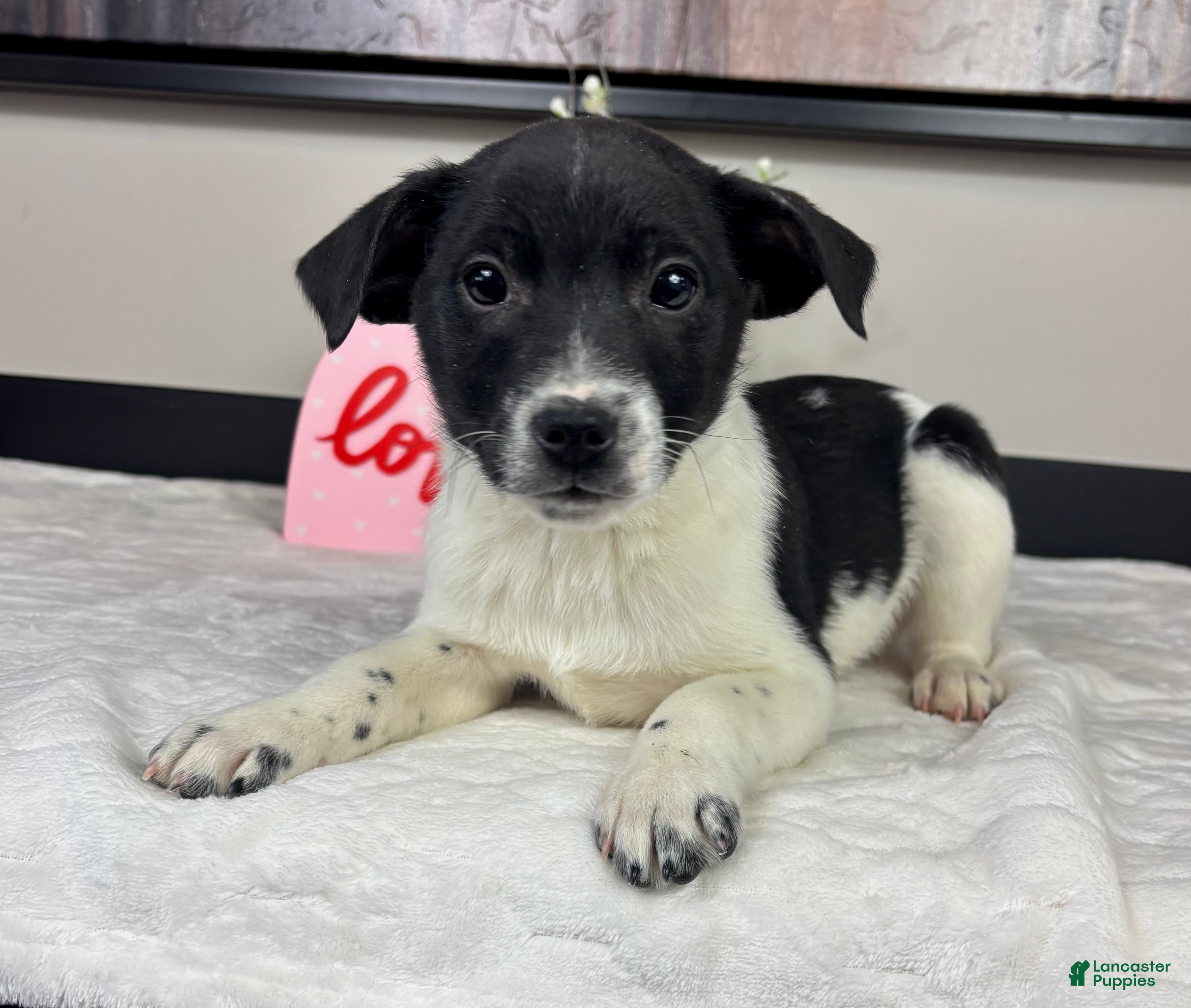 Mixed Breed dogs King - Ad 15