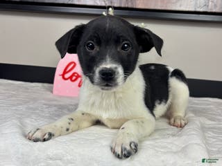 Mixed Breed dogs King - Ad 15