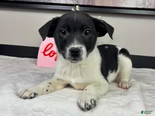 Mixed Breed dogs King - Ad 10