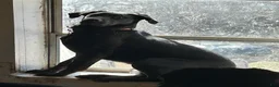 Sheprador dogs for sale: PEPPER  - Ad 5