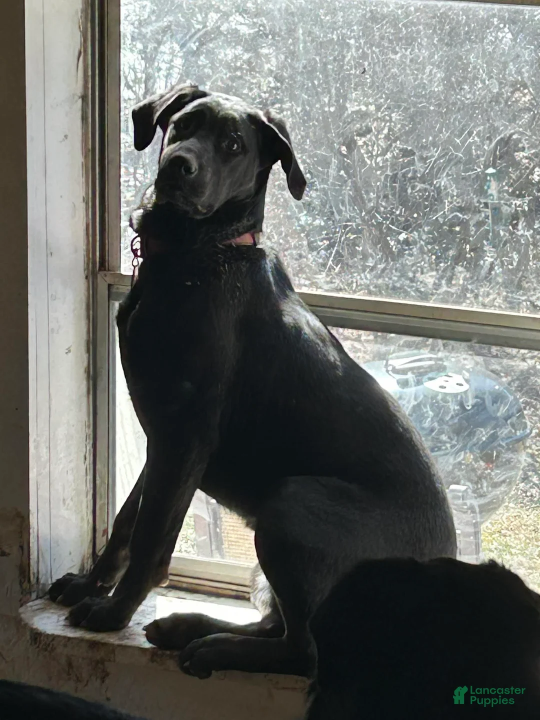 Sheprador dogs for sale: PEPPER  - Ad 5
