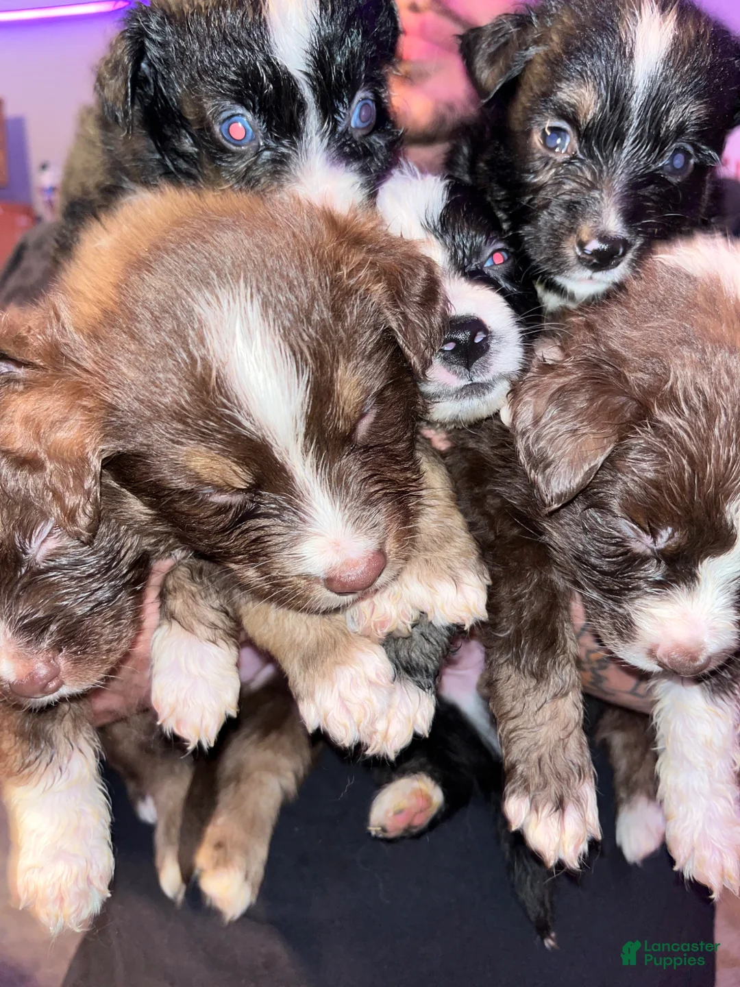 Miniature Australian Shepherd dogs for sale: Miniature Australian Shepherd Puppy 4 - Ad 2