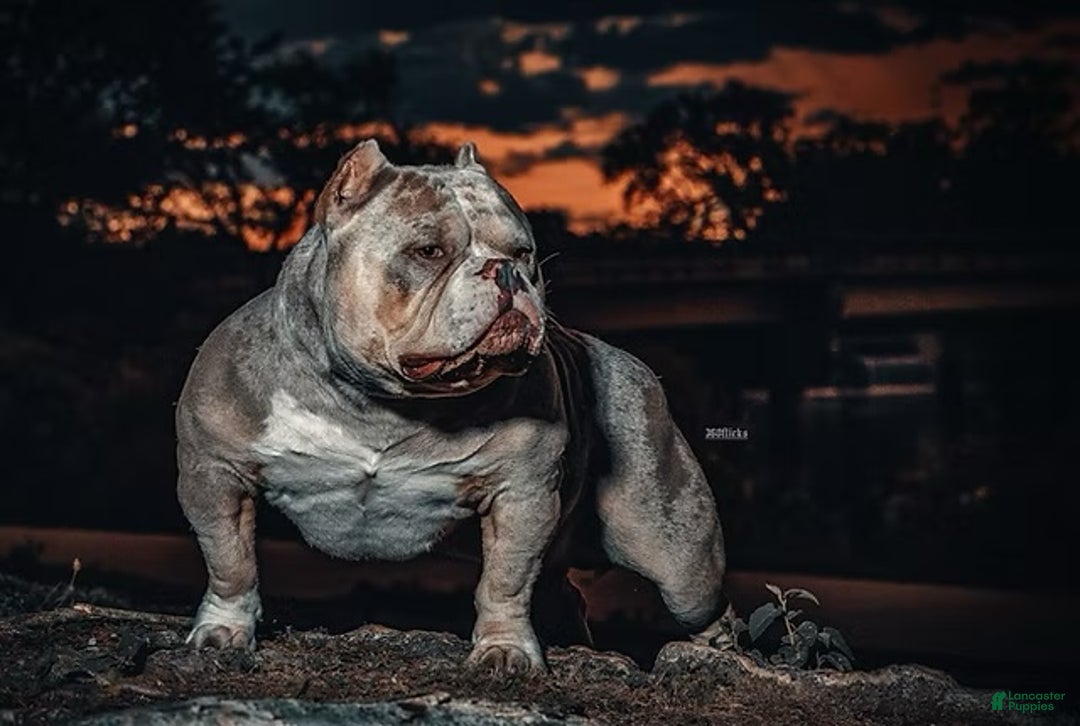 American Bully dogs for sale: American Bully Puppy 2 - Ad 11