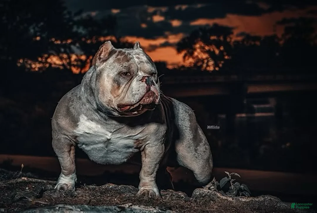 American Bully dogs for sale: American Bully Puppy 1 - Ad 12