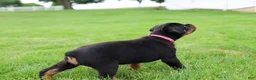 Rottweiler dogs for sale: Bailey  - Ad 8