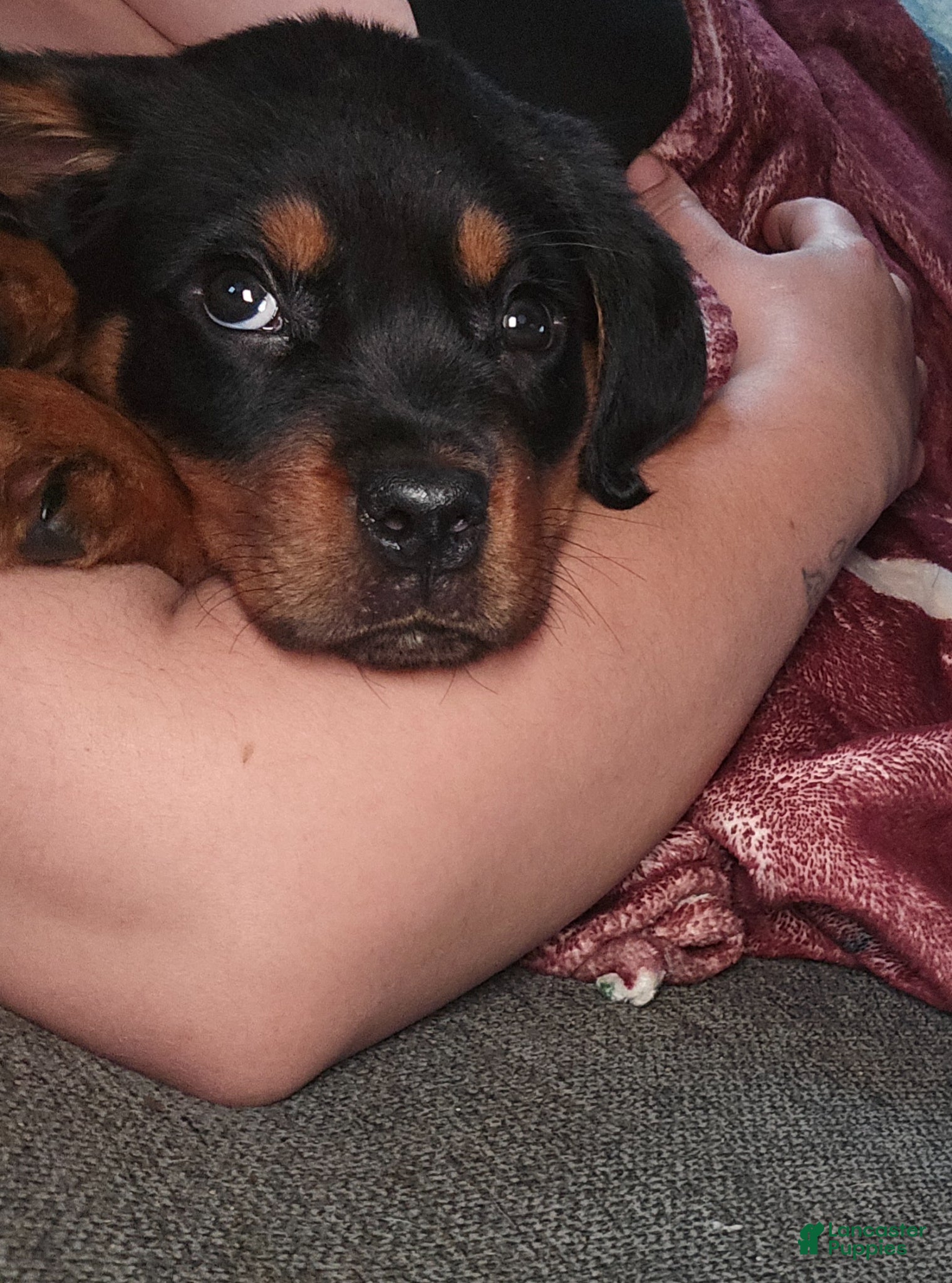 Rottweiler dogs Rottweiler Puppy 1 - Ad 1