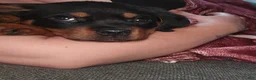 Rottweiler dogs for sale: Rottweiler Puppy 1 - Ad 1
