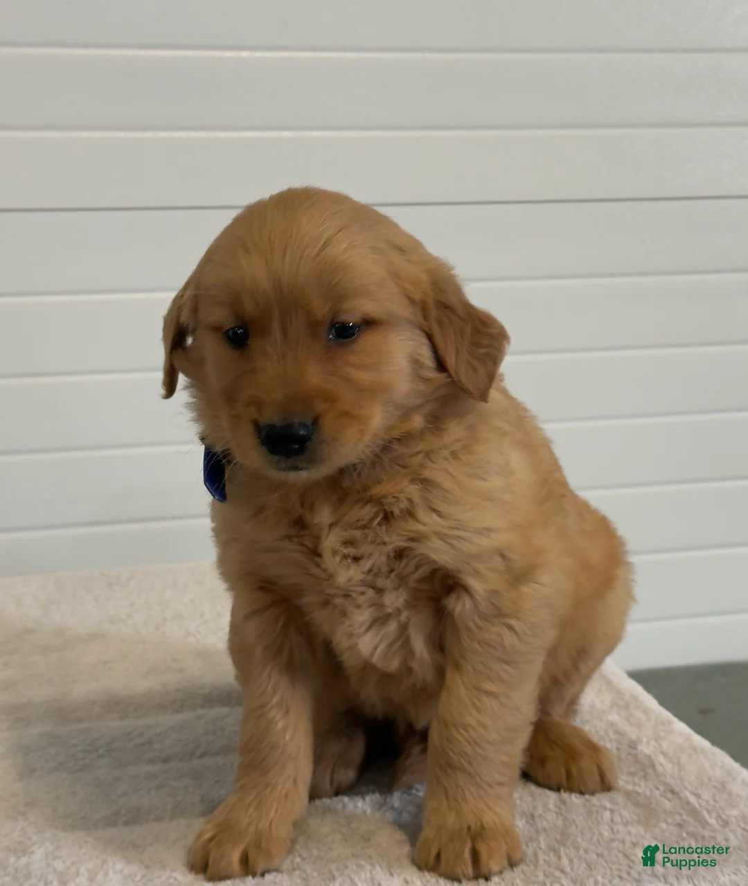 Golden Retriever dogs for sale: Kander - Ad 4