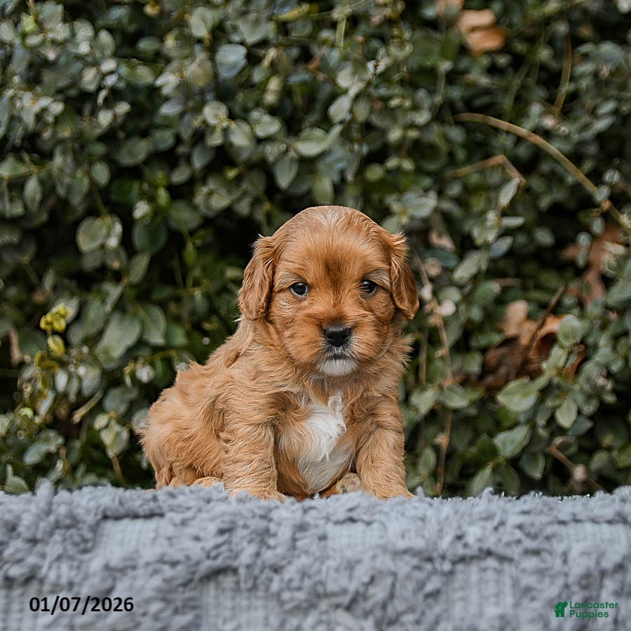 Cavapoo dogs Maple   - Ad 28