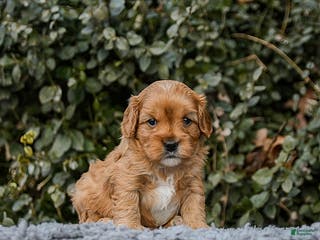 Cavapoo dogs Maple - Ad 13