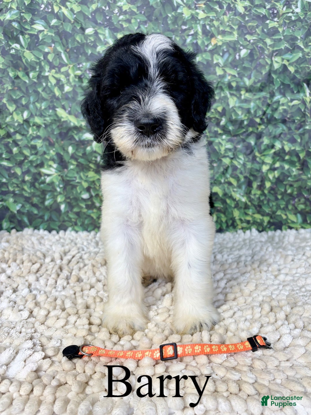 Saint Berdoodles dogs Barry - Ad 1