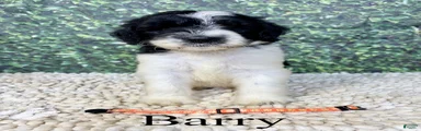 Barry