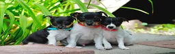 Toy Fox Terrier dogs for sale: Tracie - Ad 5