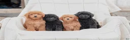 Miniature Poodle dogs for sale: Kerrick - Ad 5