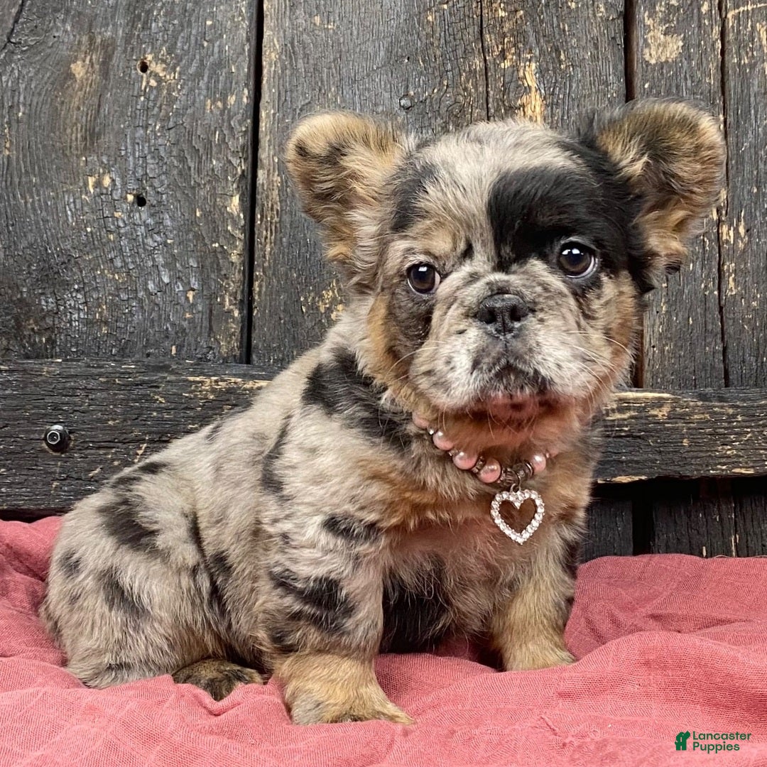 French Bulldog dogs French Bulldog Puppy 3 - Ad 3