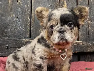 French Bulldog dogs French Bulldog Puppy 3 - Ad 3