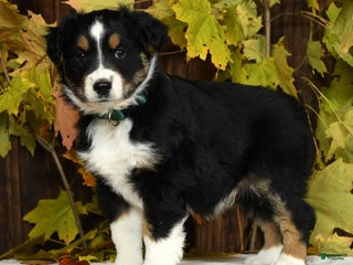 Miniature Australian Shepherd dogs Acorn - Ad 12