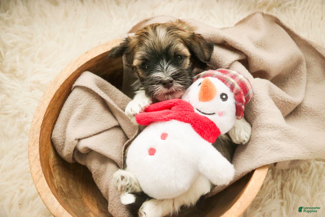 Havanese dogs for sale: Rambo - Ad 4