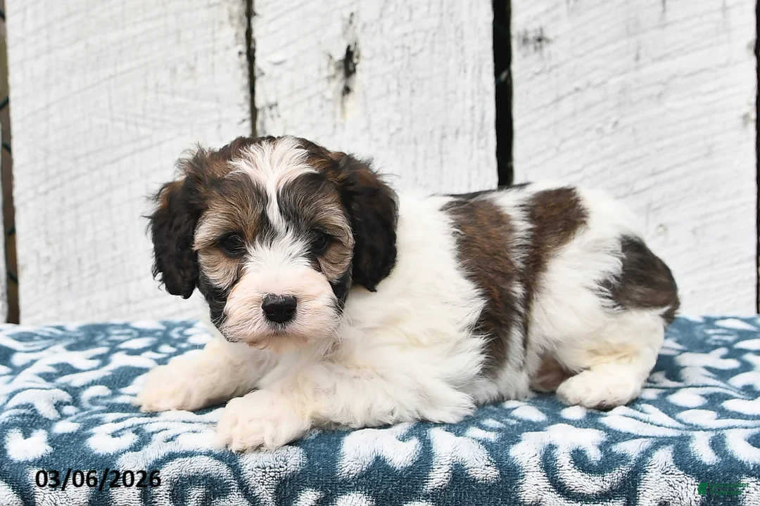 Cockapoo dogs for sale: Lucy - Ad 5