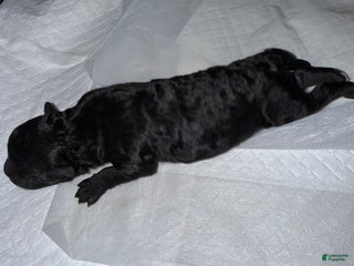 Mixed Breed dogs - Ad 36