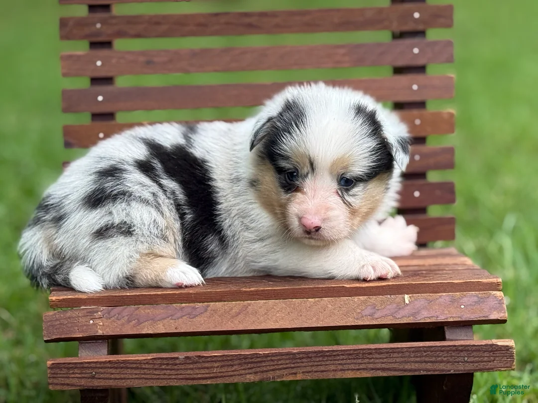 Mixed Breed dogs for sale: Full Tail Girl - Ad 2