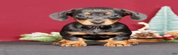 Miniature Dachshund dogs for sale: Noel - Ad 2