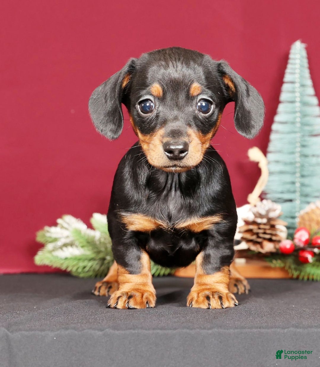 Miniature Dachshund dogs for sale: Noel - Ad 2