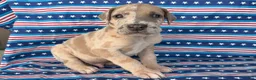 Great Dane dogs for sale: Pablo Great Dane  - Ad 4