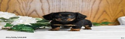 Miniature Dachshund dogs for sale: Brayden - Ad 1