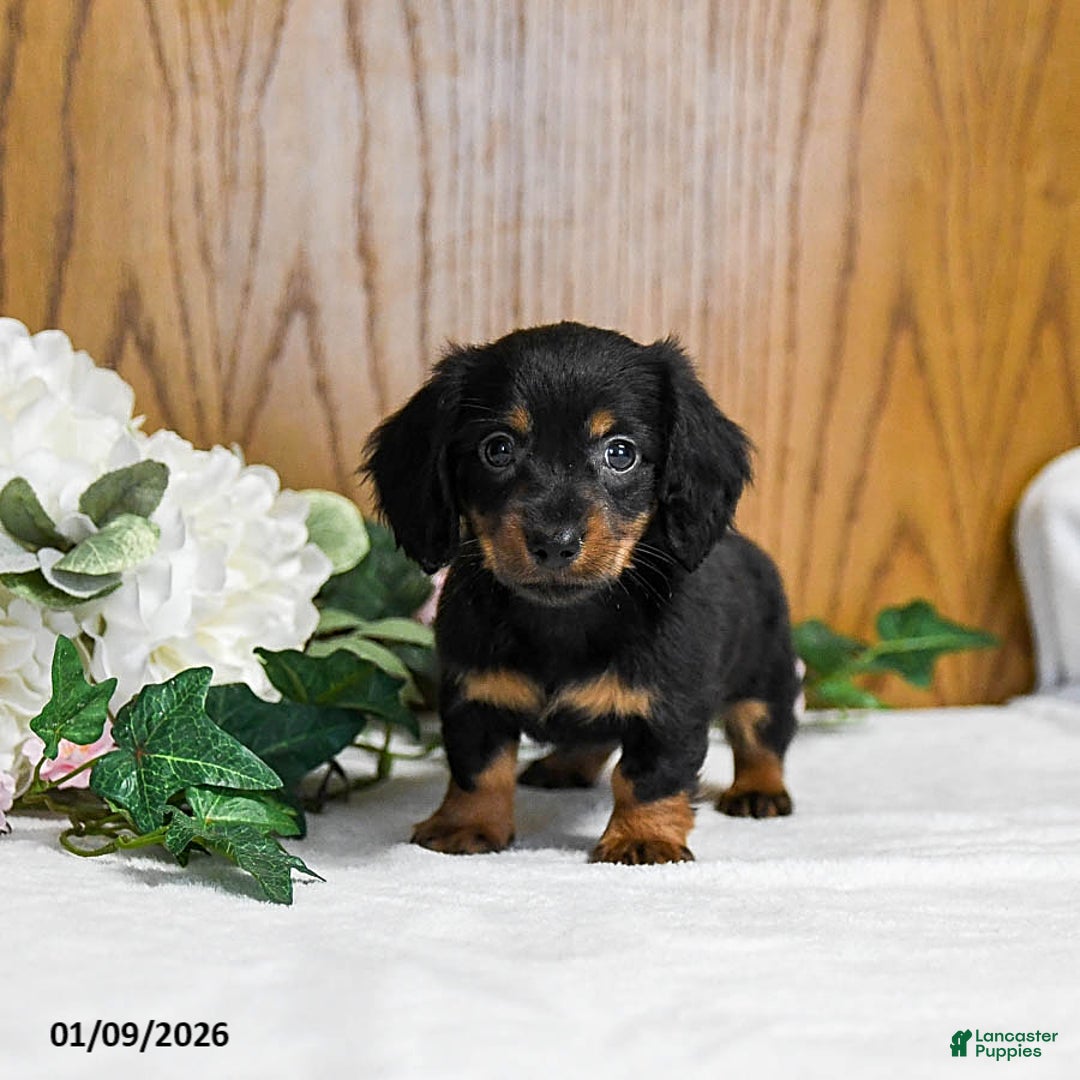Miniature Dachshund dogs for sale: Brayden - Ad 1