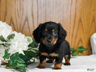 Miniature Dachshund dogs Brayden - Ad 16
