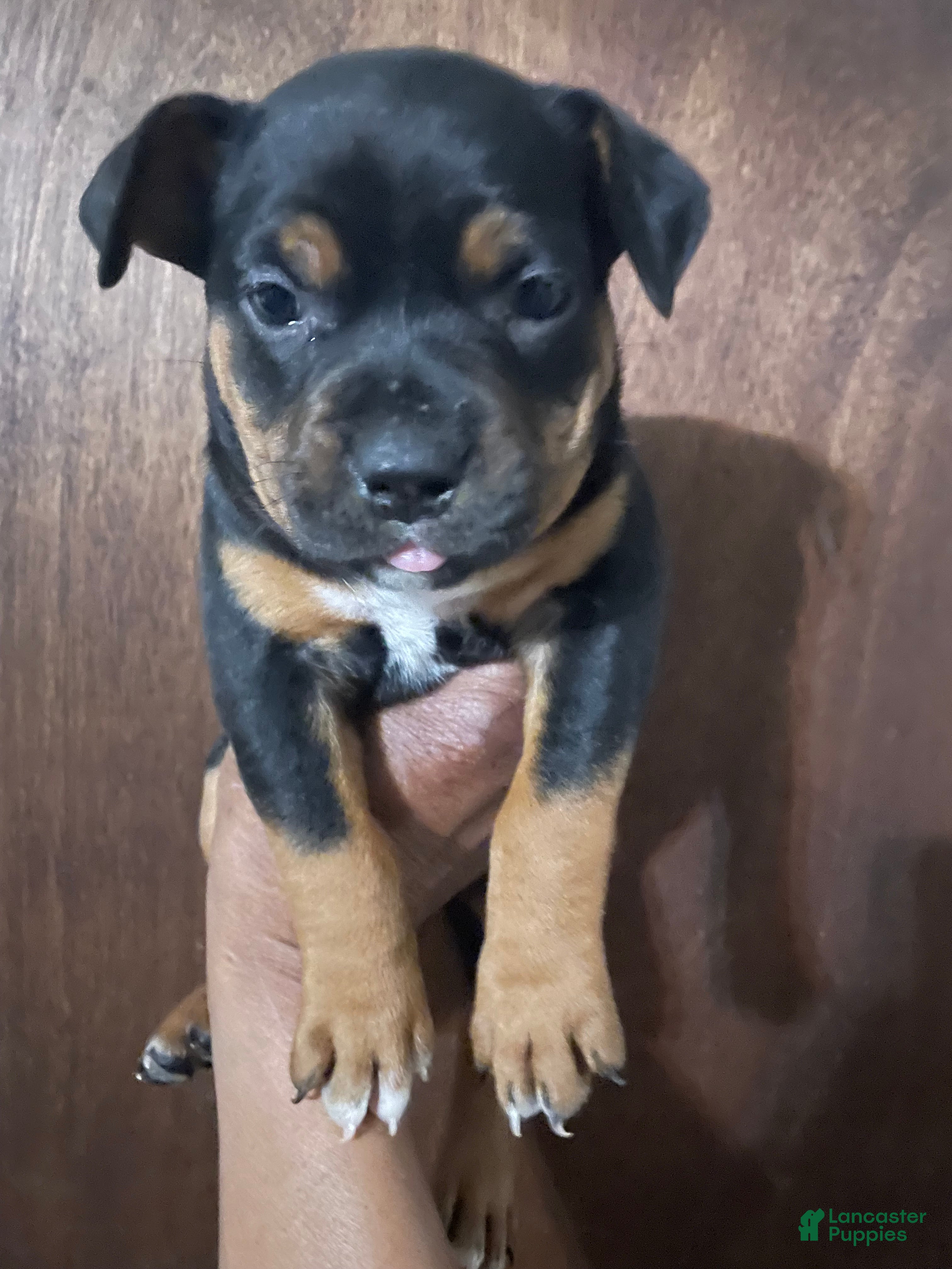 American Bully dogs for sale: American Bully Puppy 3 - Ad 3