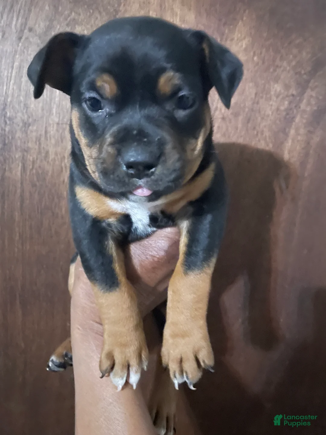 American Bully dogs for sale: American Bully Puppy 3 - Ad 1