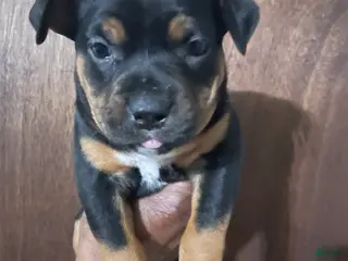 American Bully dogs for sale: American Bully Puppy 3 - Ad 3