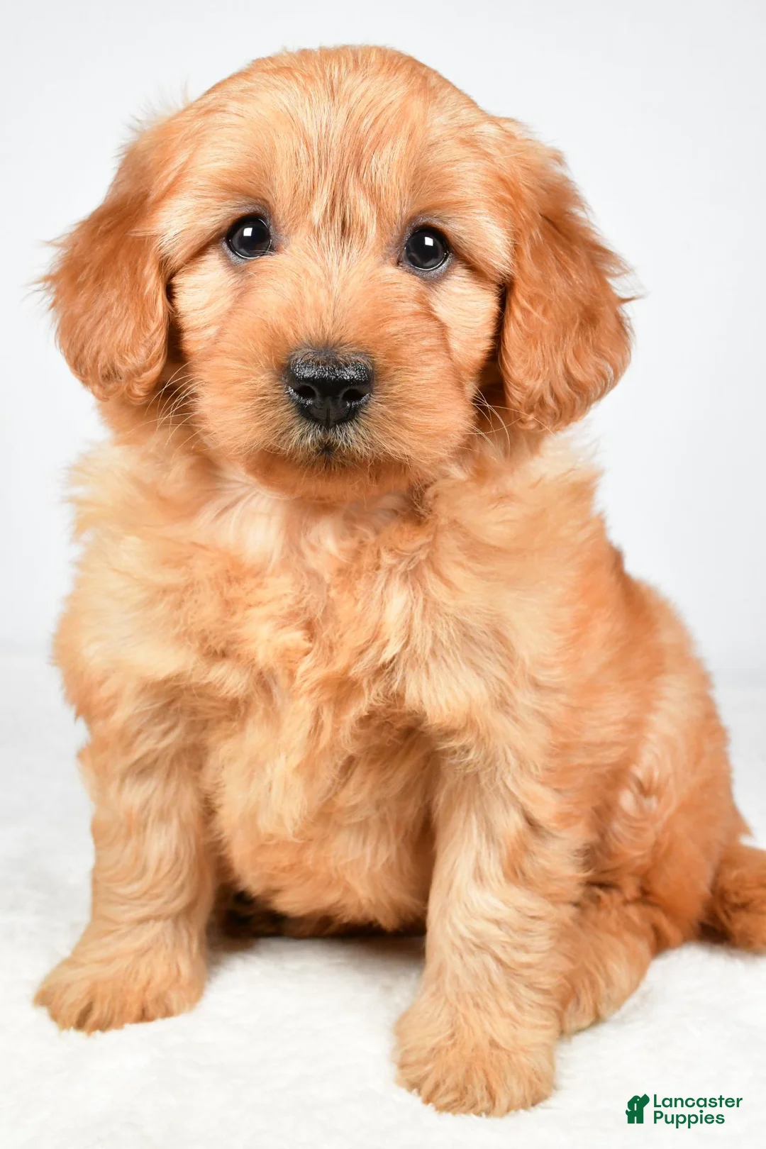 Mini Goldendoodle dogs for sale: Poppy - Ad 2