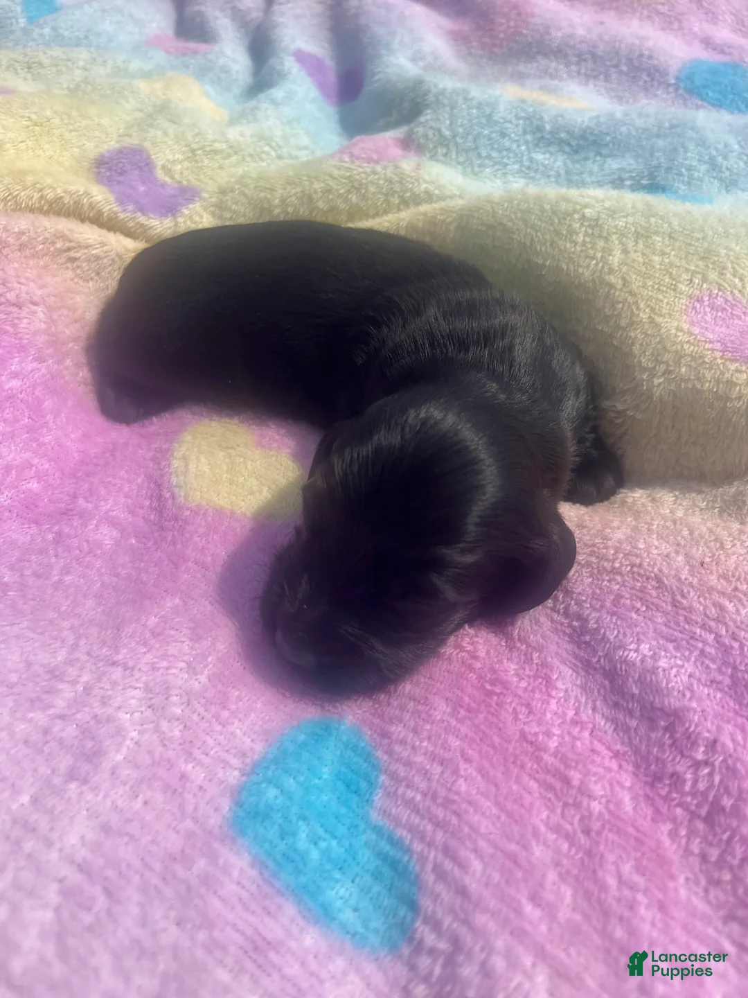Miniature Dachshund dogs for sale: Ace - Ad 2