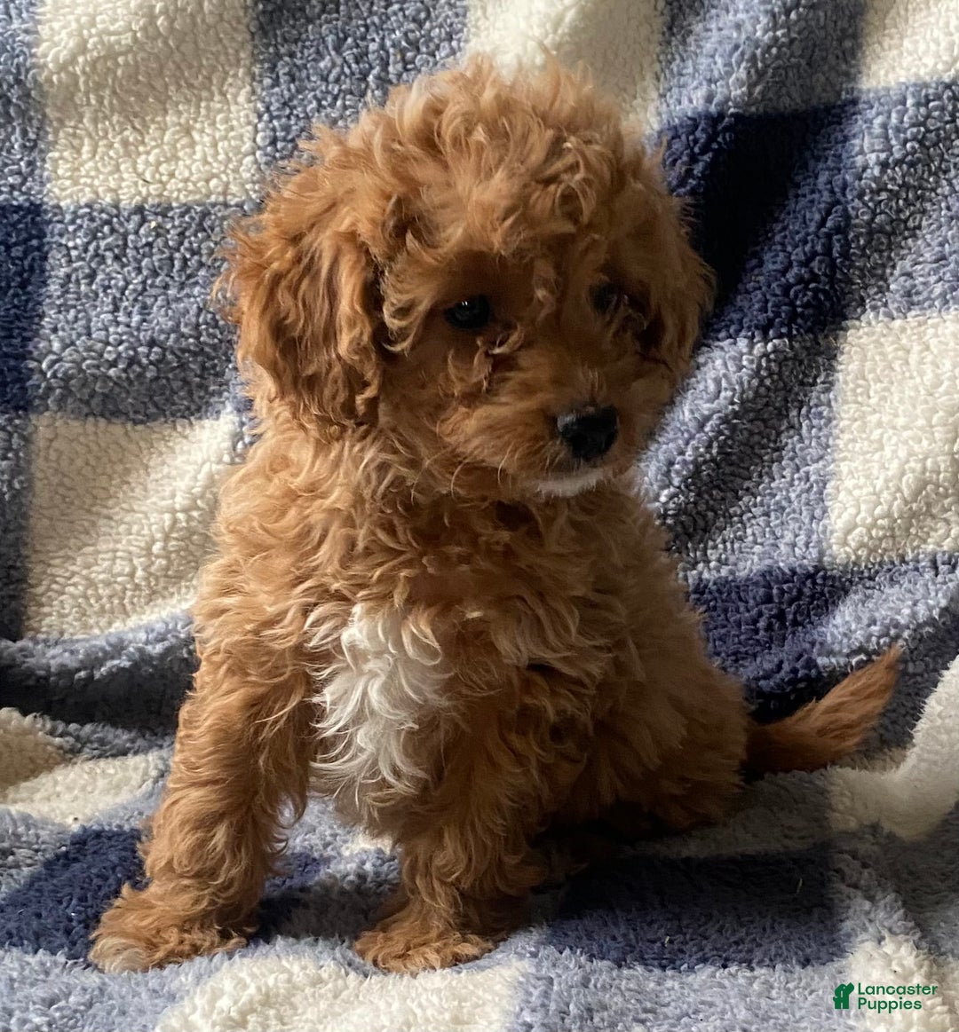 Cavachon dogs for sale: Casper  - Ad 2