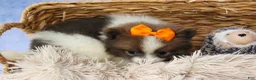 Pomeranian dogs for sale: Easton🐾 - Ad 16
