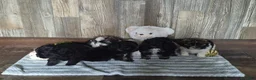 Shihpoo dogs for sale: Allie - Ad 9