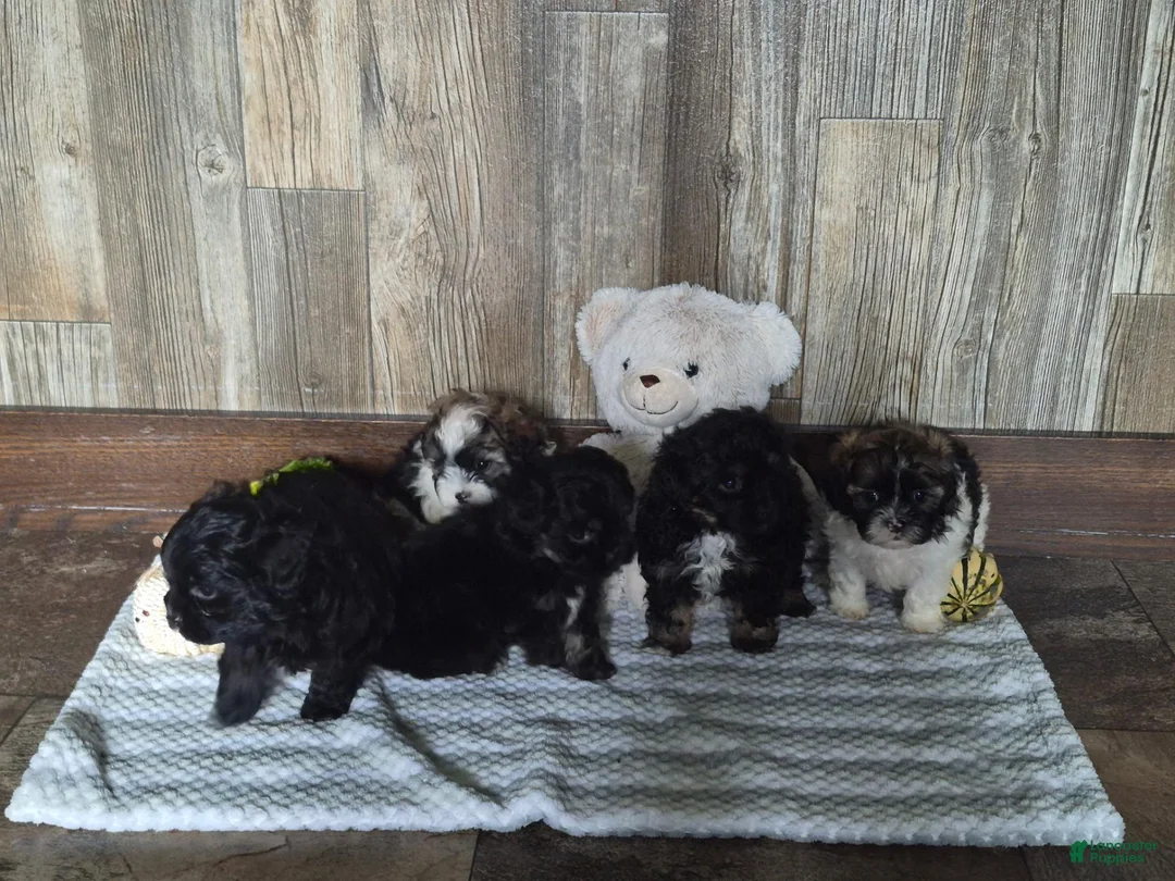 Shihpoo dogs for sale: Allie - Ad 9
