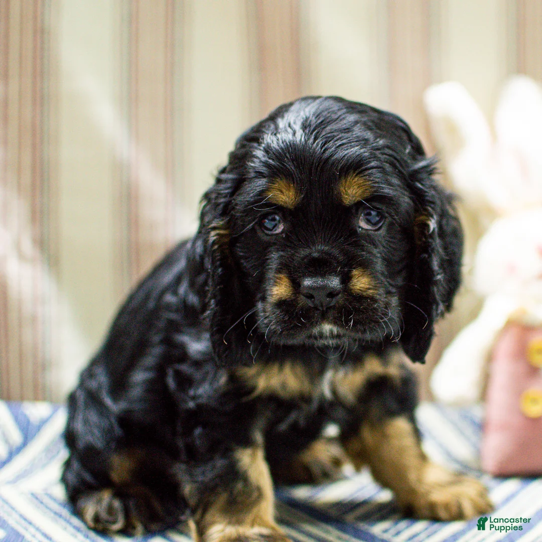 Cocker Spaniel dogs for sale: Trent Cocker Spaniel Puppy  - Ad 6