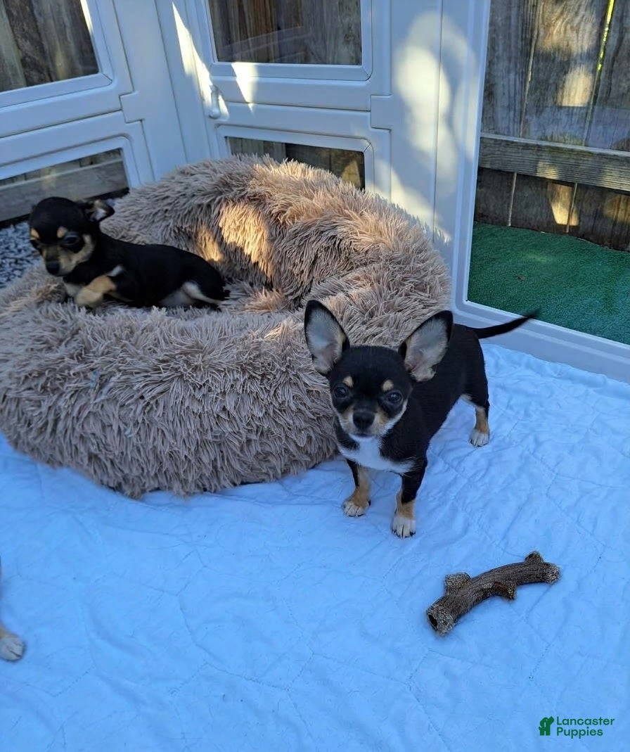 Chihuahua dogs Toy bentley - Ad 2