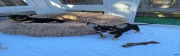 Chihuahua dogs for sale: Toy bentley - Ad 2