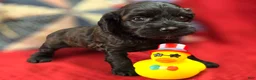 Cockapoo dogs for sale: Tinkerbell - Ad 19