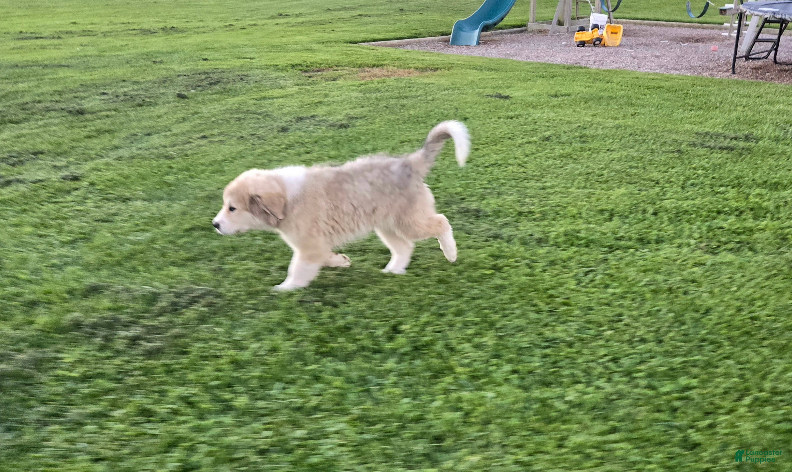 Great Pyrenees dogs for sale: Macy - Ad 2