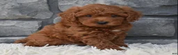 Toy Poodle dogs for sale: Cash  - Ad 5
