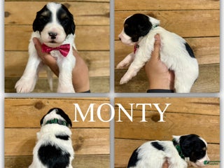 Mini Bernedoodle dogs Monty - Ad 22