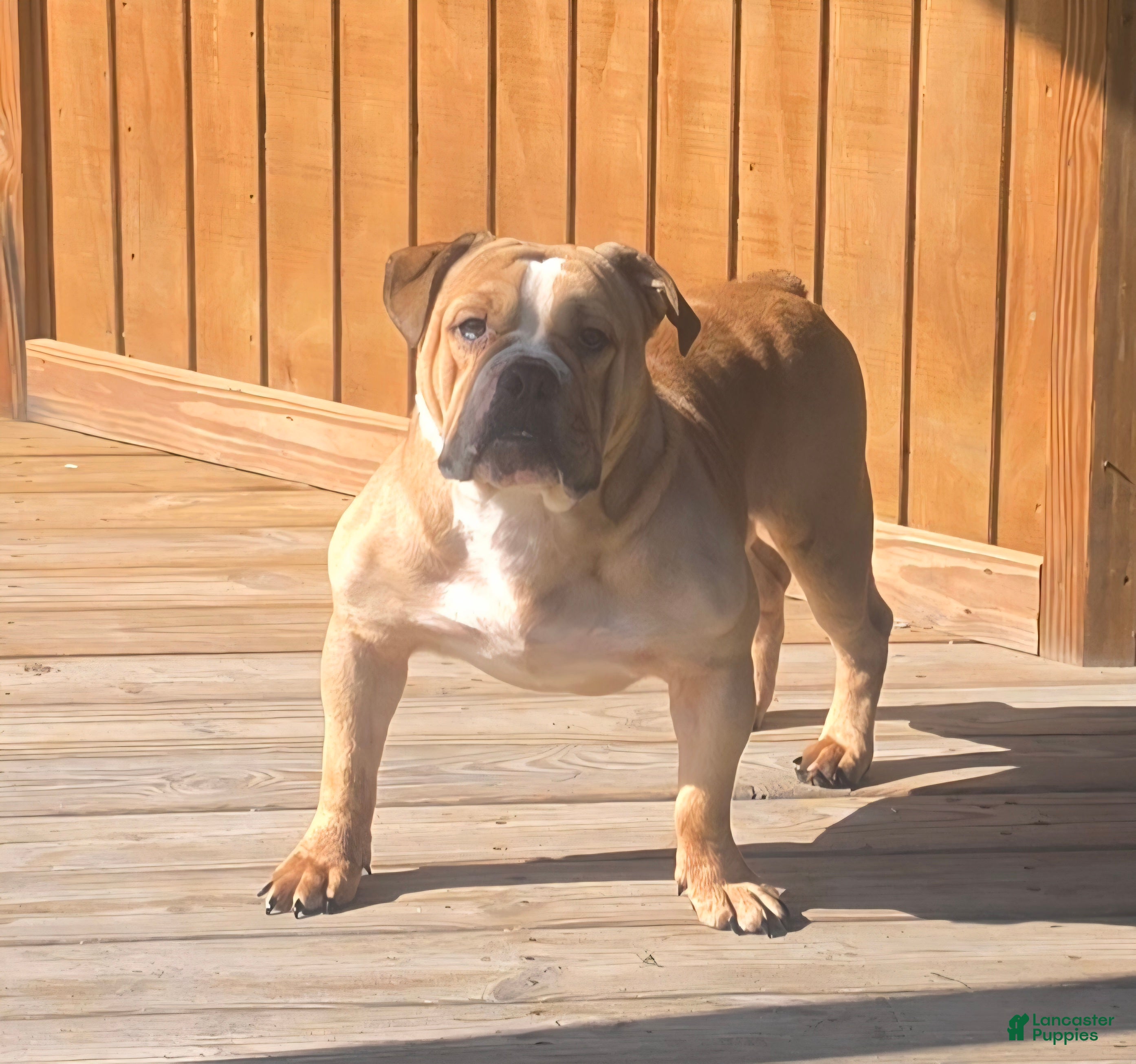 Olde English Bulldogge dogs Quinnlan - Ad 1