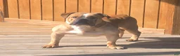 Olde English Bulldogge dogs for sale: Quinnlan - Ad 1